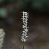 가는범꼬리(Bistorta alopecuroides (Turcz. ex Besser) Kom.) : 산들꽃