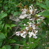 꽃개회나무(Syringa villosa Vahl subsp. wolfii (C.K.Schneid.) Y.Chen & D.Y.Hong) : 꽃마리