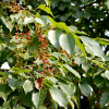 세로티나벚나무(Prunus serotina) : 설뫼*