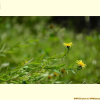 버들금불초(Inula salicina L.) : 고들빼기