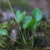 실꽃풀(Chamaelirium japonicum (Willd.) N.Tanaka) : 풀잎사랑