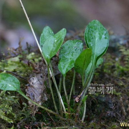 실꽃풀(Chamaelirium japonicum (Willd.) N.Tanaka) : 노루발