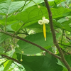 박쥐나무(Alangium platanifolium var. trilobum (Miq.) Ohwi) : 晴嵐