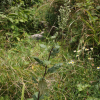 넓은잎외잎쑥(Artemisia stolonifera (Maxim.) Kom.) : 여울목