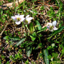 흰제비꽃 : 설뫼*