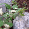 호장근(Reynoutria japonica Houtt.) : 설뫼