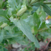 들다닥냉이(Lepidium campestre (L.) W.T.Aiton) : 청암