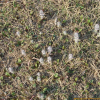 조개나물(Ajuga multiflora Bunge) : 박용석nerd