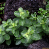 덩굴민백미꽃(Cynanchum japonicum C.Morren & Decne.) : 박용석(eparkyohan)