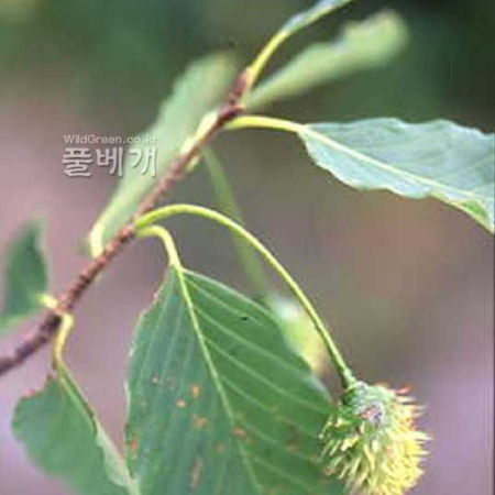 너도밤나무(Fagus multinervis Nakai) : kplant1