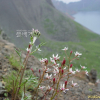 구름범의귀(Micranthes laciniata (Nakai & Takeda) S.Akiyama & H.Ohba) : 곰배령