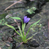 가는물달개비(Monochoria vaginalis (Burm.f.) C.Presl var. angustifolia G.X.Wang) : 晴嵐