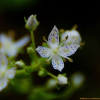 네귀쓴풀(Swertia tetrapetala (Pall.) Grossh.) : 청풍