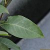 여우버들(Salix xerophila Flod.) : 무심거사