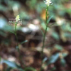 실꽃풀(Chamaelirium japonicum (Willd.) N.Tanaka) : 풀잎사랑