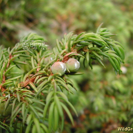 곱향나무(Juniperus communis L. var. saxatilis Pall.) : 벼루