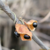 큰여우콩(Rhynchosia acuminatifolia Makino) : 풀배낭
