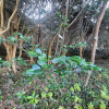 우묵사스레피(Eurya emarginata (Thunb.) Makino) : 통통배