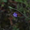 애기도라지(Wahlenbergia marginata (Thunb.) A.DC.) : 박용석