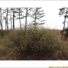 개키버들(Salix integra Thunb.) : 추풍