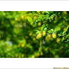 매자나무(Berberis koreana Palib.) : 청암