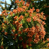 삼나무(Cryptomeria japonica (L.f.) D.Don) : 꽃천사