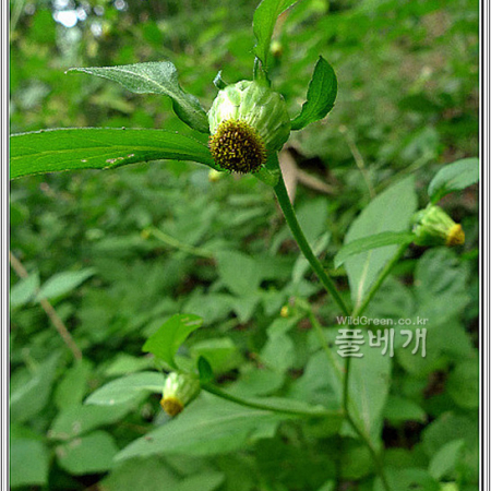 좀담배풀(Carpesium cernuum L.) : 마리미