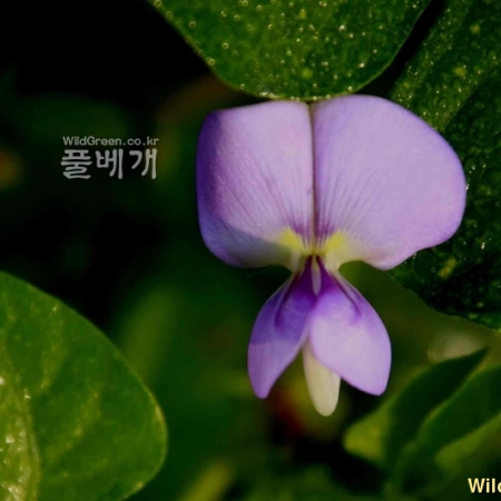 돌동부(Vigna vexillata (L.) A.Rich. var. tsusimensis Matsum.) : 꽃사랑
