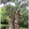 곱향나무(Juniperus communis L. var. saxatilis Pall.) : 벼루