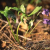 간도제비꽃(Viola dissecta Ledeb.) : 통통배