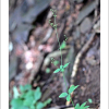 갈퀴아재비(Asperula lasiantha Nakai) : 산들꽃