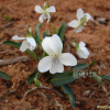 흰제비꽃(Viola patrinii DC. ex Ging.) : 통통배