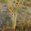 물방동사니(Cyperus glomeratus L.) : 들국화