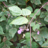 돌동부(Vigna vexillata (L.) A.Rich. var. tsusimensis Matsum.) : 봄까치꽃