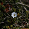 흰그늘용담(Gentiana chosenica Okuyama) : Hanultari