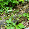 뚝갈(Patrinia villosa (Thunb.) Juss.) : 추풍