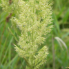 산조풀(Calamagrostis epigejos (L.) Roth) : 꽃사랑