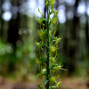 하늘산제비란(Platanthera neglecta Schltr.) : 통통배