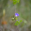 미국나팔꽃(Ipomoea hederacea Jacq.) : 꽃마리