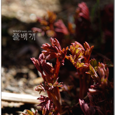작약(Paeonia lactiflora Pall.) : 지노