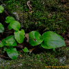 큰꽃옥잠난초(Liparis koreojaponica Tsutsumi, T. Yukawa, N.S. Lee, C.S. Lee & M. Kato) : 晴嵐