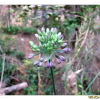 참두메부추(Allium spirale Willd.) : johan