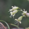 가는다리장구채(Silene jeniseensis Willd.) : 도리뫼