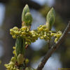 비목나무(Lindera erythrocarpa Makino) : habal