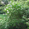 공조팝나무(Spiraea cantoniensis Lour.) : 추풍