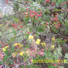 찔레꽃(Rosa multiflora Thunb.) : 현촌