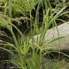 물방동사니(Cyperus glomeratus L.) : 들국화
