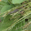 까락겨사초(Carex mitrata Franch. var. aristata Ohwi) : 무심거사