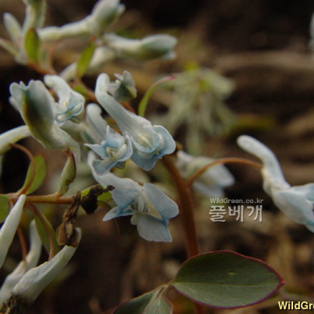 각시현호색(Corydalis misandra B.U.Oh) : 통통배