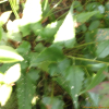서덜취(Saussurea grandifolia Maxim.) : 무심거사